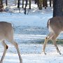 Les célèbres chevreuils de Duhamel