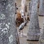 <p align="left">À défaut de visiter Lafayette et Bâton rouge, nous avons été couchés au Sam Houston Jones, un "State park" qui donne une idée des bayous que nous avions déjà connus au Santee Park en Caroline du Sud.