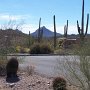 <p align="left">Près de Tucson, le Arizona-Sonora Desert museum, un musée en plein air. Décor typique de l'Arizona, réputé pour ses cactus saguaro. Notre coup de coeur du voyage.
