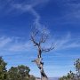 <p align="left">Les arbres étaient fascinants eux aussi.