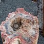 <p align="left">Comme il est interdit de cueillir quelque pierre que ce soit dans le parc, il vaut mieux visiter les boutiques et le grand magasin d'Holbrook où on vend en toute légalité de la plus petite pierre pour faire un bijou jusqu'aux très gros morceaux qui peuvent valoir jusqu'à 20,000 $US.