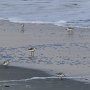 <p align=left>Pas beaucoup d'oiseaux, une seule aigrette, quelques canards, de rares outardes et pas d'ibis. Alors on se contente des pluviers.