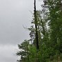 <p align=left> Paysage typique des bords de rivières et océan: les arbres ne poussent guère dans le sable