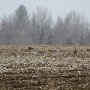 <p align=left> Le matin du départ, le 23 avril 2015, dans le champ d'en face, quelques outardes sont déjà arrrivées et s'en donnent à coeur joie dans le champ de maïs Il neige.