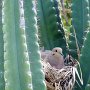 <p align="left">Une tourterelle triste avait fait son nid dans un cactus