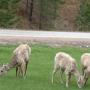 Nos premiers animaux dans Custer State park