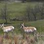 Des antilopes