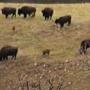 Des bisons, enfin, au neuvième jour du voyage