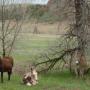 Des ânes dans la "loop" du Custer State Park