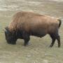 Bison dans Yellowstone