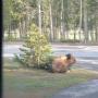 un bison à notre camping... vu de l'intérieur