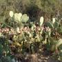 Les figues poussent sur les cactus