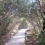 Déjà la végétation du sud dans ce petit sentier qui mène à la mer.