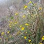 Novembre et pourtant encore fleuri