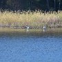 Le state park est connu pour l'abondance de sa faune ailée
