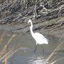 Une aigrette
