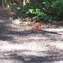 Les cardinals sont nombreux dans cette petite aire aménagée pour les oiseaux
