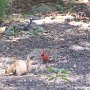 Si les écureuils pouvaient les laisser tranquilles, les oiseaux seraient peut-être plus nombreux
