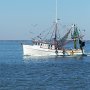 Un pêcheur de crevettes qui entre à Brunswick, son port d'attache