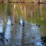 Les oiseaux du petit lac caché derrière le terrain de golf