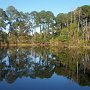 Un lac tranquille, des arbres qui sont en train de mourir des fientes des oiseaux
