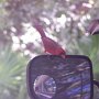 De la visite: un cardiinal. Ça arrive très souvent que les oiseaux picochent le miroir: qui croient-ils qu'ils ont vu?