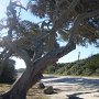 Arbres otrtueux entre route et bras de mer
