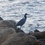 L'aigrette bleu à son poste, guettant le pêcheur généreux