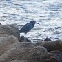 l'aigrette bleu, le cou "rétracté"