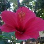 une petite dernière fleur dont on ignore le nom pousse encore avant l'hiver