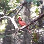 Le cardinal perché, en attente