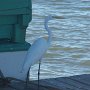 La grande aigrette voudrait bien elle aussi avoir sa petite collation