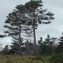 Un peu à l'intérieur des terres, les arbres réussissent à dépasser les 10 pieds.