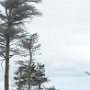 <p align=left>Beauté des îles, malgré les arbres morts.
