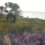 <p align=left> Riche flore des îles