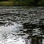 <p align=left>La rivière n'est pas fréquentée que par les humains.