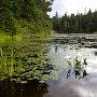 <p align=left>Rivière près du camping de Pog Lake, parc Algonquin.