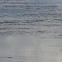 <p align=left>Côté baie, au camping de Val-Comeau, Nouveau-Brunswick: on ne se lasse pas de les observer. Parfois jusqu'à trente qui cherchent leur repas.